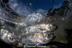
pearl mullet fishes 2019
The incredible journey of pea... by Mehmet Öztabak 